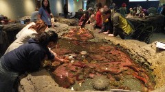 Aquarium Seattle WA