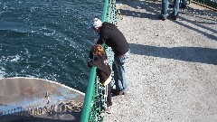 Jacob Wheeler; Ben Dorrough; Bainbridge Island Ferry