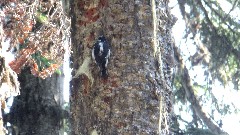 wood pecker; Maple Heather Trail; Cascades, WA