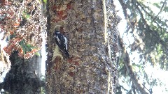 wood pecker; Maple Heather Trail; Cascades, WA