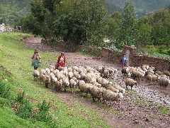 Alpaca Farm Peru South America Trips sheep natives indians
