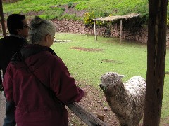 Ruth Dorrough; Alpaca Farm Peru South America Trips