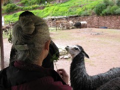 Ruth Dorrough; Alpaca Farm Peru South America Trips