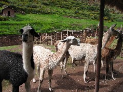 Alpaca Farm Peru South America Trips