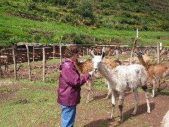 Trish Davis; Alpaca Farm Peru South America Trips