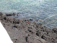 Baltra Galapagos Islands Ecuador South America Trips crabs
