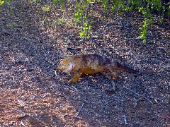 Baltra Galapagos Islands Ecuador South America Trips iguana
