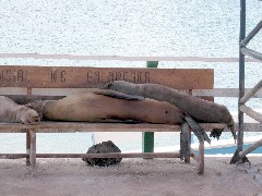 Galapagos Islands Ecuador South America Trips Sea Lions animals