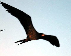 Archipel Galapagos Islands Ecuador South America Trips frigate birds