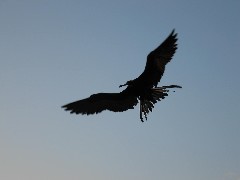 Archipel Galapagos Islands Ecuador South America Trips frigate birds