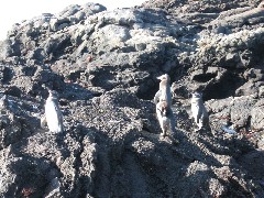 Sullivan Bay Galapagos Islands Ecuador South America Trips penguins