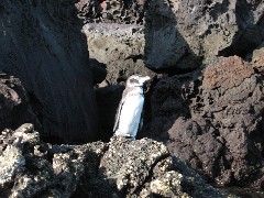 Sullivan Bay Galapagos Islands Ecuador South America Trips penguin