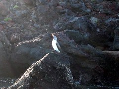 Sullivan Bay Galapagos Islands Ecuador South America Trips bird