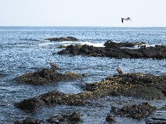 Pelican; Puerto Egas Galapagos Islands Ecuador South America Trips