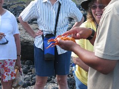 Jackie Stormo ; crab Puerto Egas Ecuador South America Trips