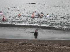 Sea Lion; Puerto Egas Ecuador South America Trips