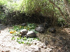 Giant Turtle; Darwin Center Galapagos Islands Ecuador South America Trips