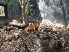 Iguana; Darwin Center Ecuador South America Trips
