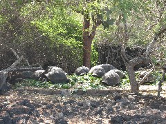 Giant Turtle; Darwin Center Galapagos Islands Ecuador South America Trips