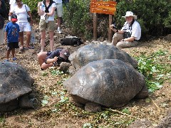 Giant Turtle; Darwin Center Ecuador South America Trips