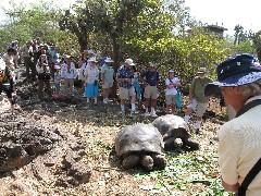 Giant Turtle; Darwin Center Ecuador South America Trips