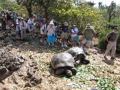 Giant Turtle; Darwin Center Ecuador South America Trips