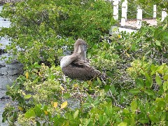 Pelican; Galapagos Islands Ecuador South America Trips