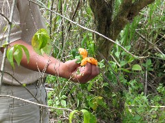 Wild Tortoises Ecuador South America Trips flower