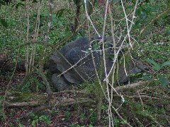 Wild Giant Turtle; Tortoises Galapagos Islands Ecuador South America Trips