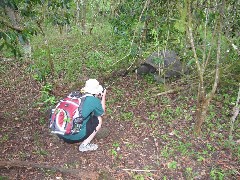 Tortoises Wild Ecuador South America Trips