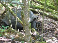 Wild Giant Turtle; Tortoises Galapagos Islands Ecuador South America Trips