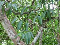 Wild Tortoises; Galapagos Islands Ecuador South America Trips bird