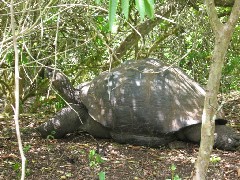 Wild Giant Turtle; Tortoises Galapagos Islands Ecuador South America Trips