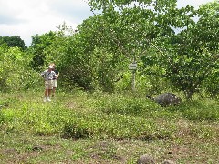 Sheldon Gilbert; Giant Turtle; Tortoises Wild Ecuador South America Trips