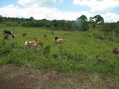 Wild Tortoises Galapagos Islands Ecuador South America Trips cows
