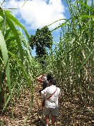 Rashan Malva; Sugar Cane Coffee Plantation Ecuador South America Trips