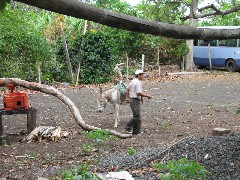 Sugar Cane Coffee Plantation Ecuador South America Trips donkee mule