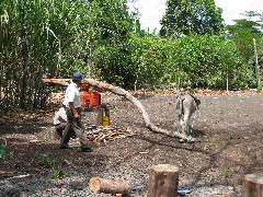 Sugar Cane Coffee Plantation Ecuador South America Trips donkee mule