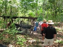 Sugar Cane Coffee Plantation Ecuador South America Trips