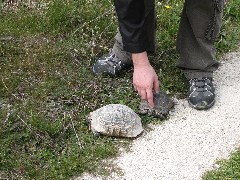 Trips; Turkey; turtles; Cappadocia