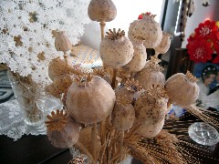 Trips; Turkey; dried poppy plant; Home Visit