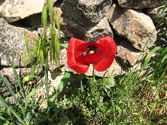 Trips; Turkey; poppy flower
