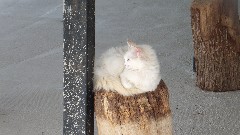 Turkey; Van Cats