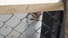 Turkey; Van Cats