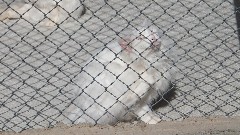 Turkey; Van Cats