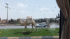 Camel Statue; Turkey; Zeugma Museum Visit (The Largest Mosaic Museum World)