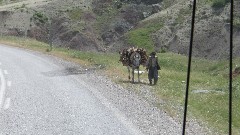 horse carrying heavy load