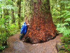 Ruth Bennett McDougal Dorrough; Washington State; Olympia National Park; giant tree