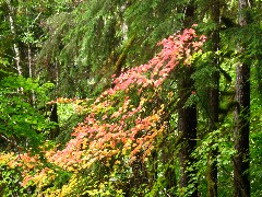 flowers Washington State; Olympic National Park