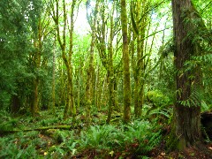 Washington State; Olympic National Park